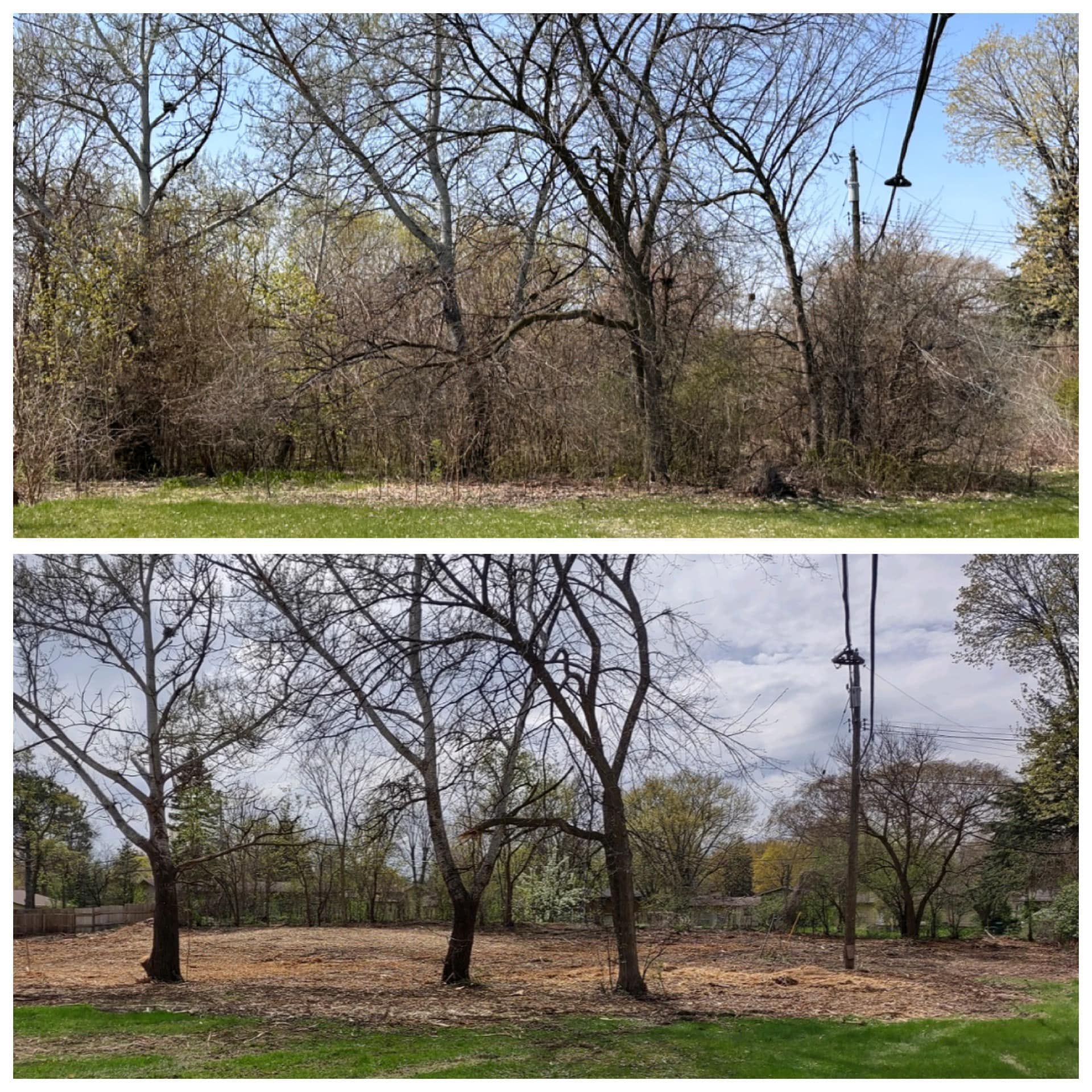 A split-screen comparison of a backyard showing a dense, overgrown area before clearing and after clearing the brush.