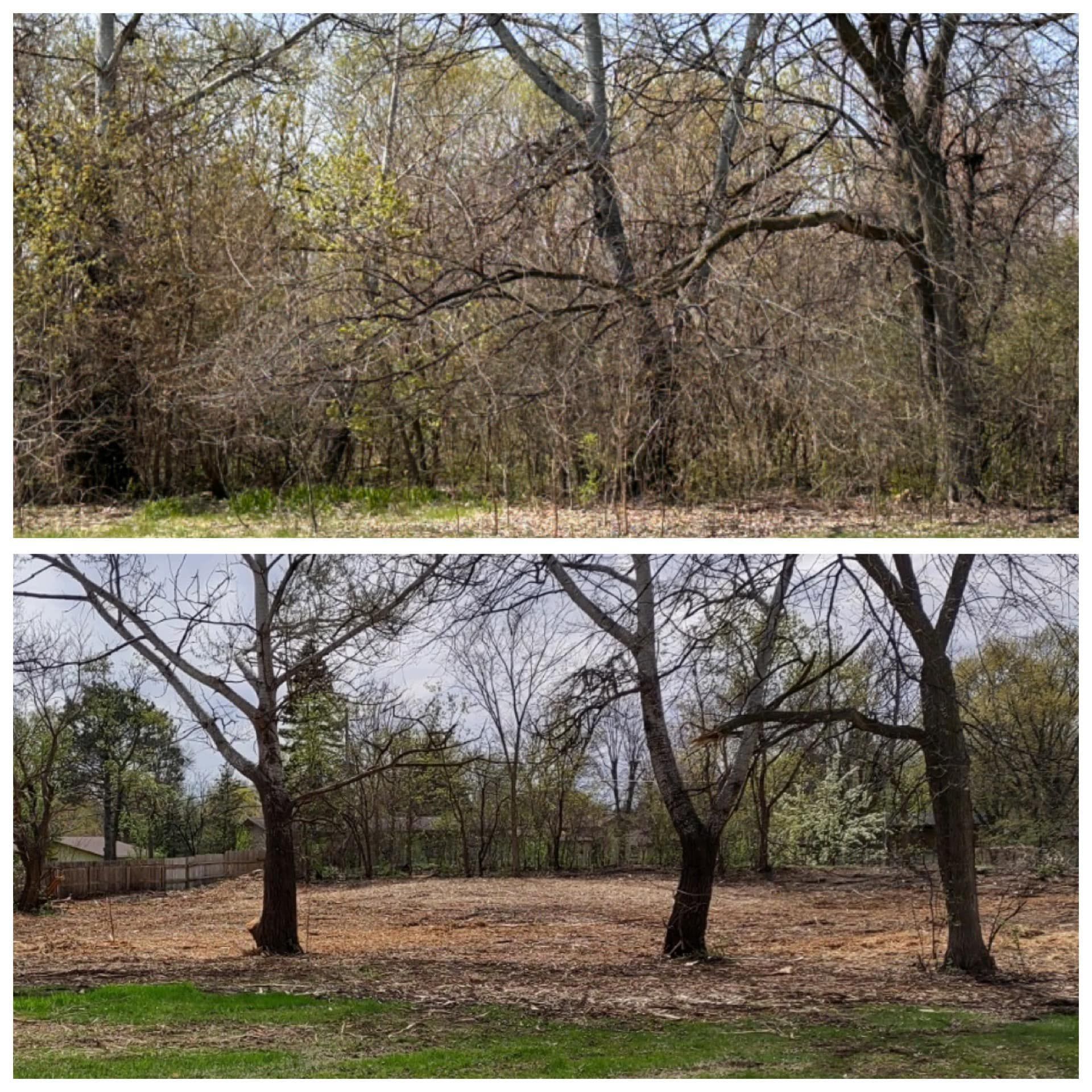 Before-and-after photos of a plot of land cleared of dense brush and small trees, leaving three large, mature trees standing.