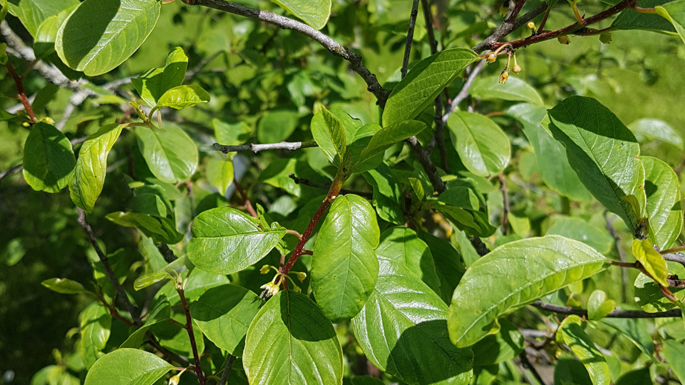 A close up of a tree branch with green leaves.