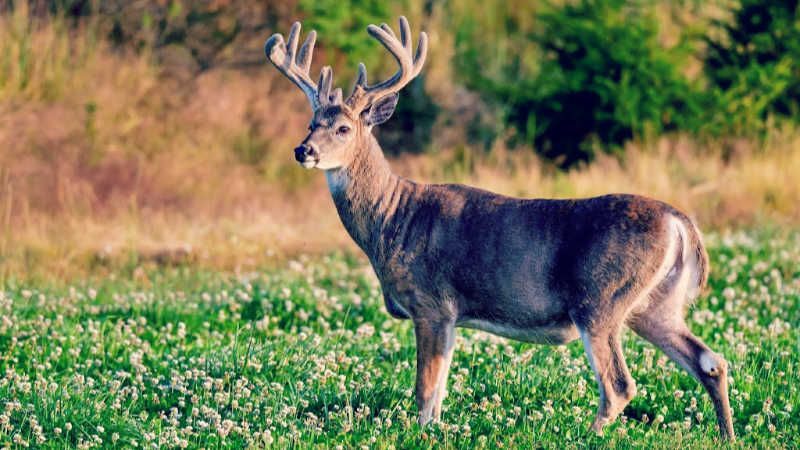 A white-tailed deer with a large rack of antlers stands in a field of green clover during a sunny day.