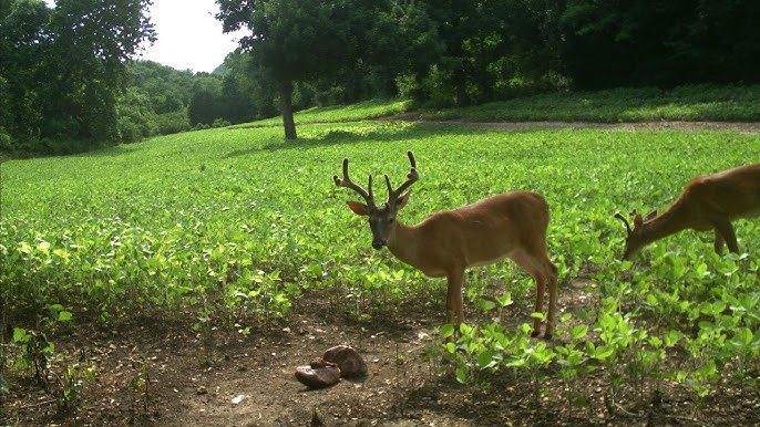 A buck and another deer graze in a bright, green field bordered by trees on a sunny day.