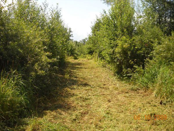A path in the middle of a forest surrounded by trees and grass.