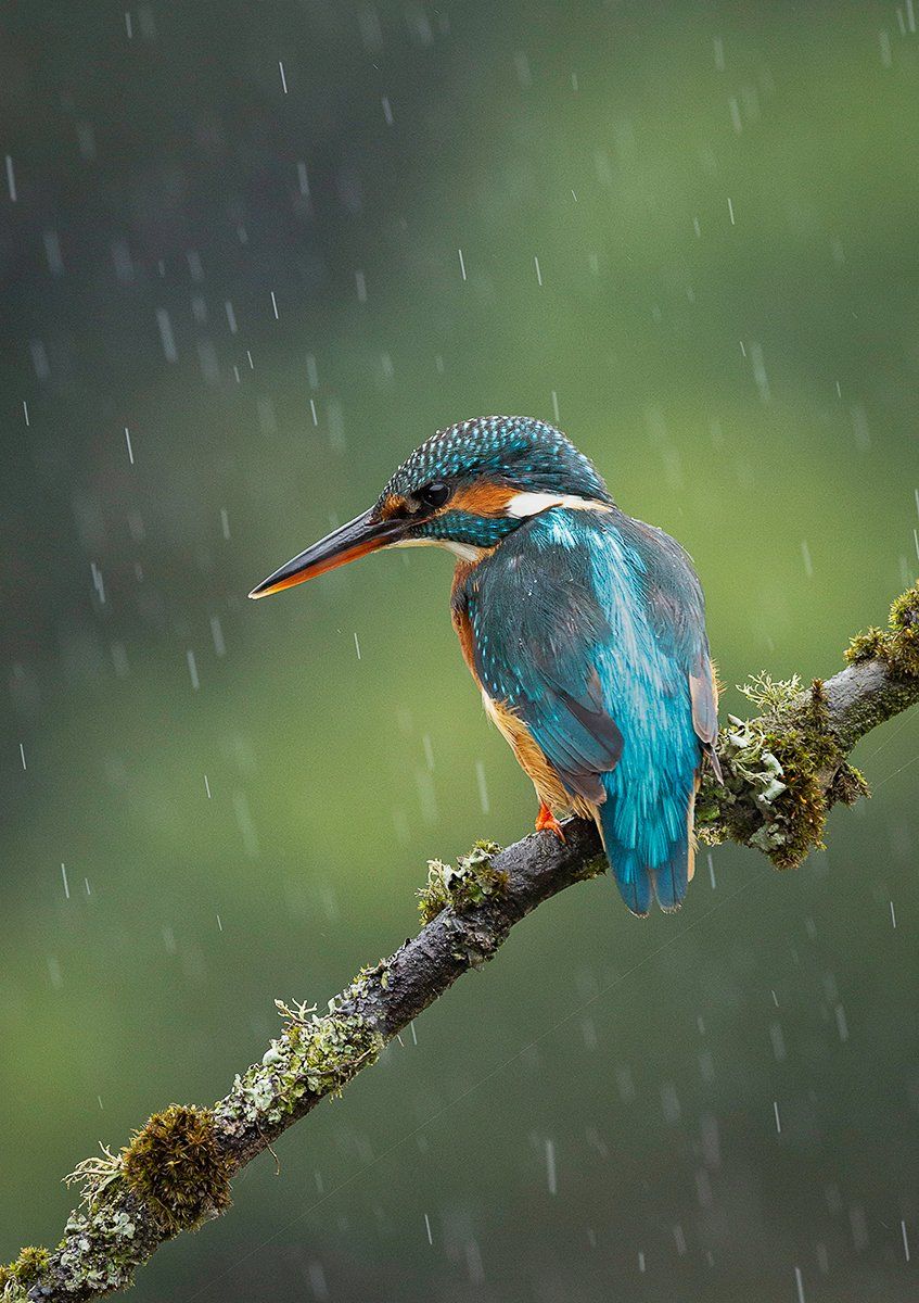 Kingfisher in a Rainstorm by Lorna Hayton