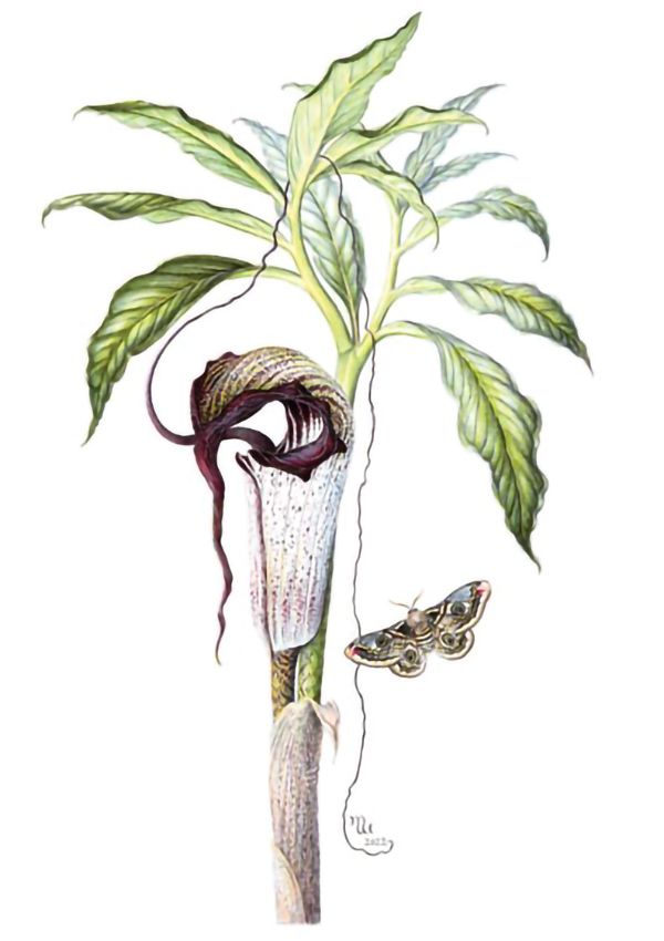 “Arisaema” by Margaret Walty