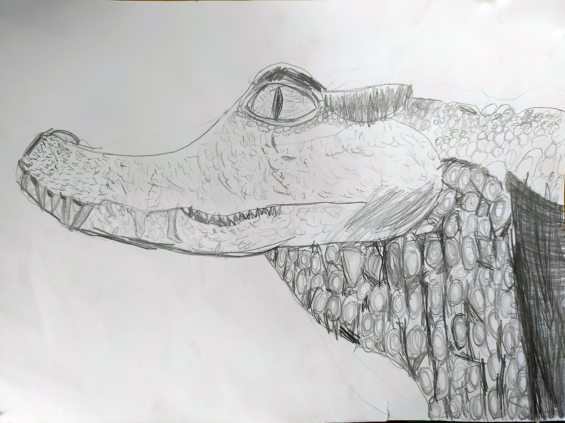 Baby Gambian Crocodile by Daisy Kelly