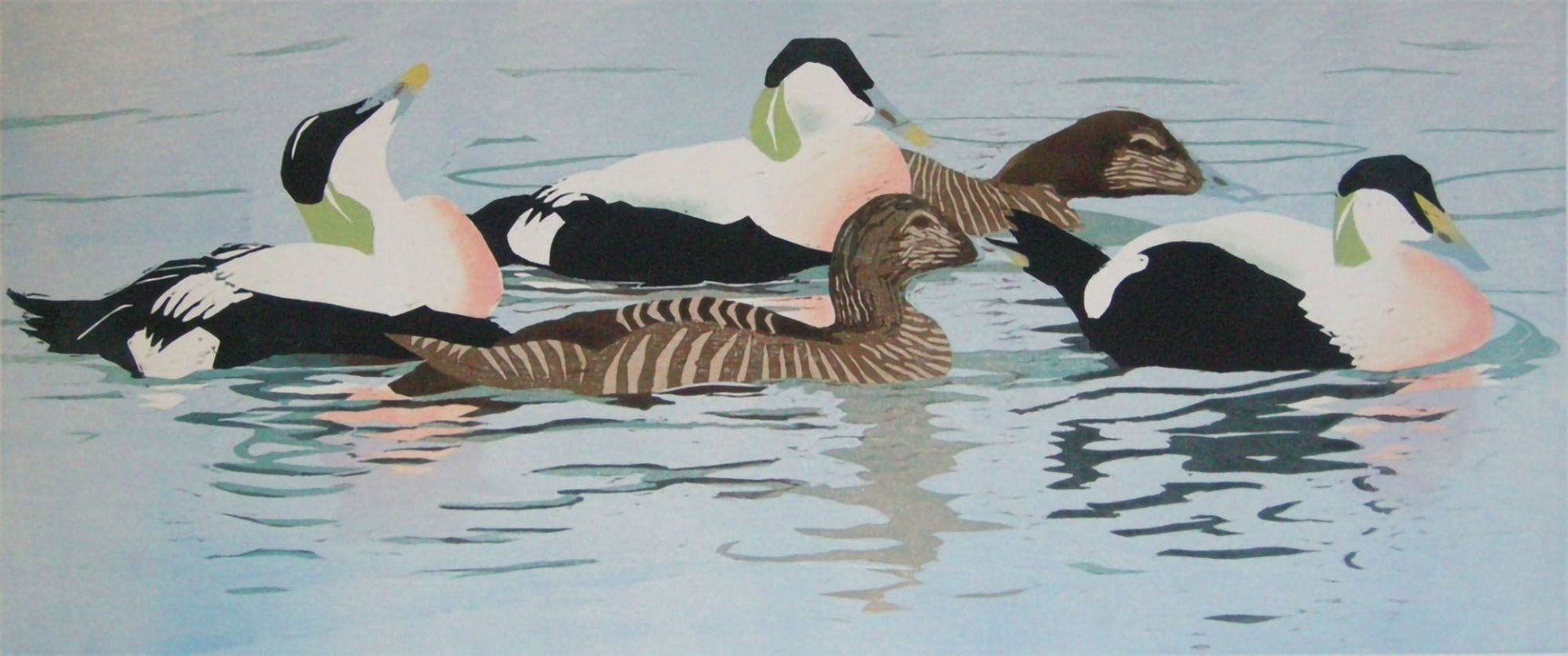 Eiders, Cumbrae