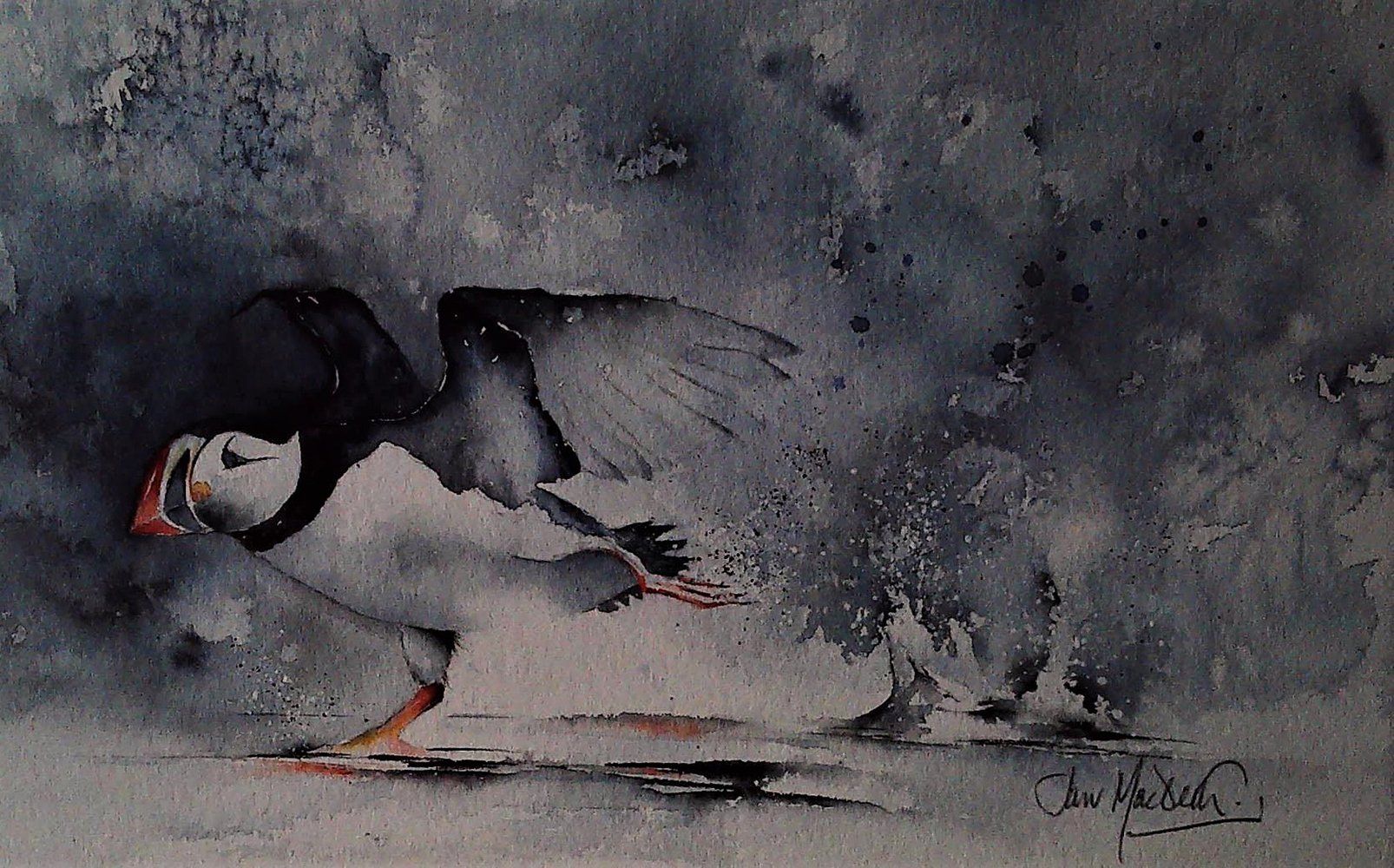 Puffin Skating Along, Jan MacBeth