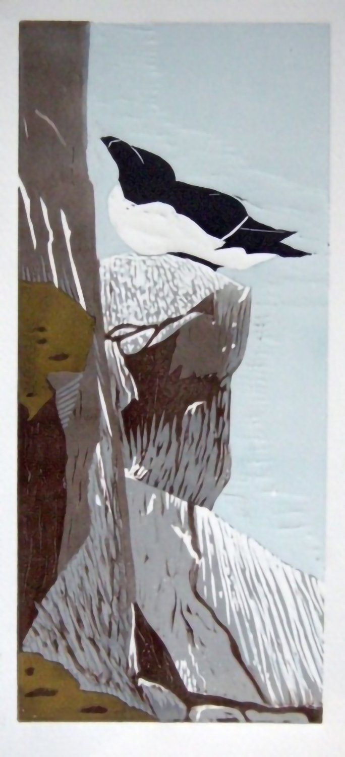 Isle of May Razorbill