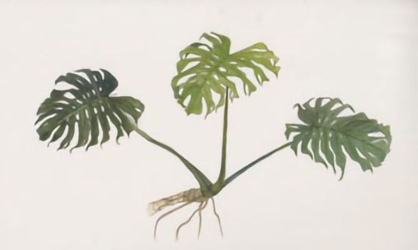 “Monstera Deliciosa” by Rachel Sutherland