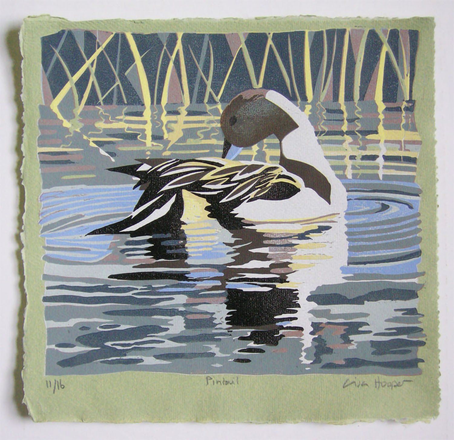 Pintail
