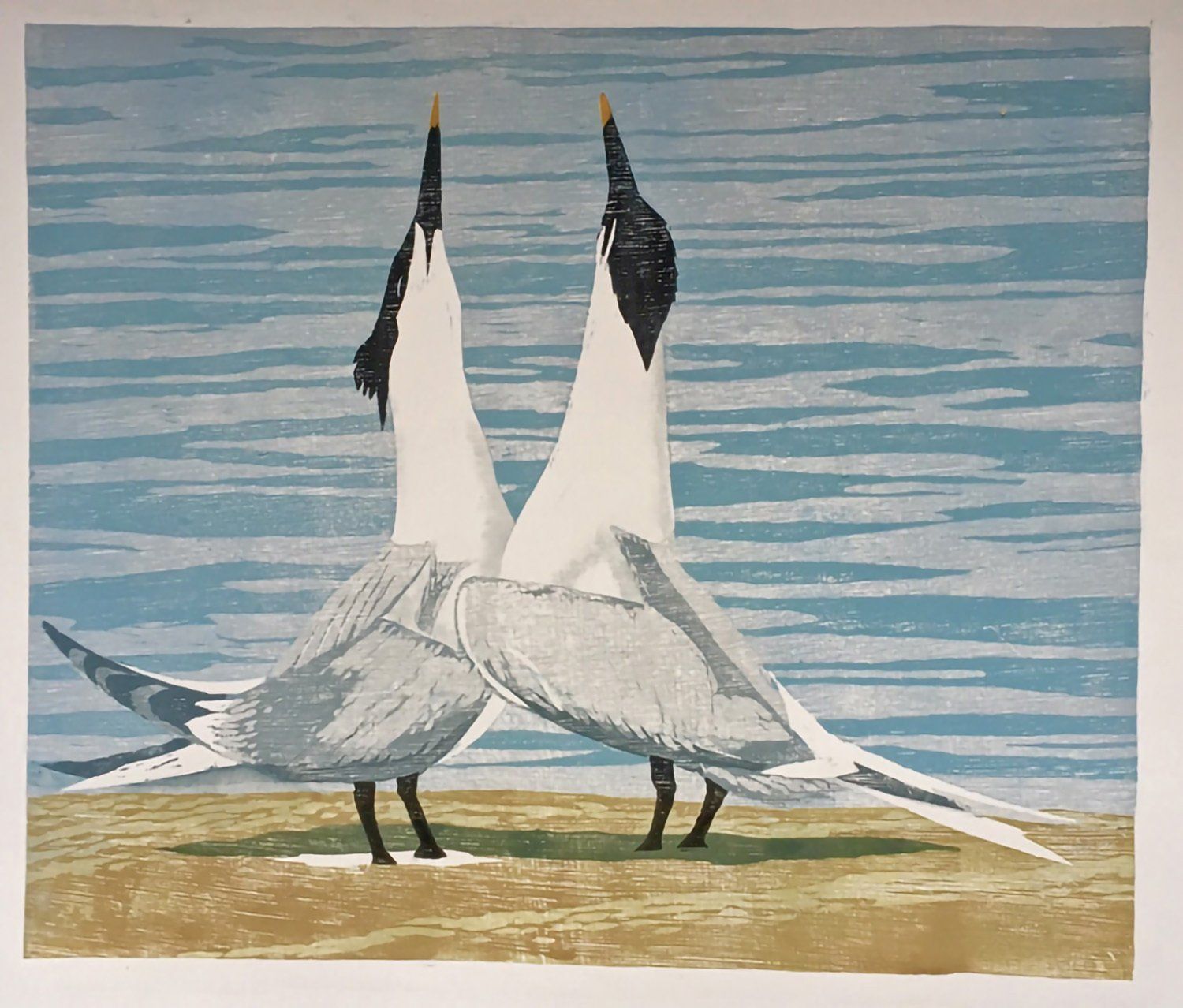 Sandwich Terns
