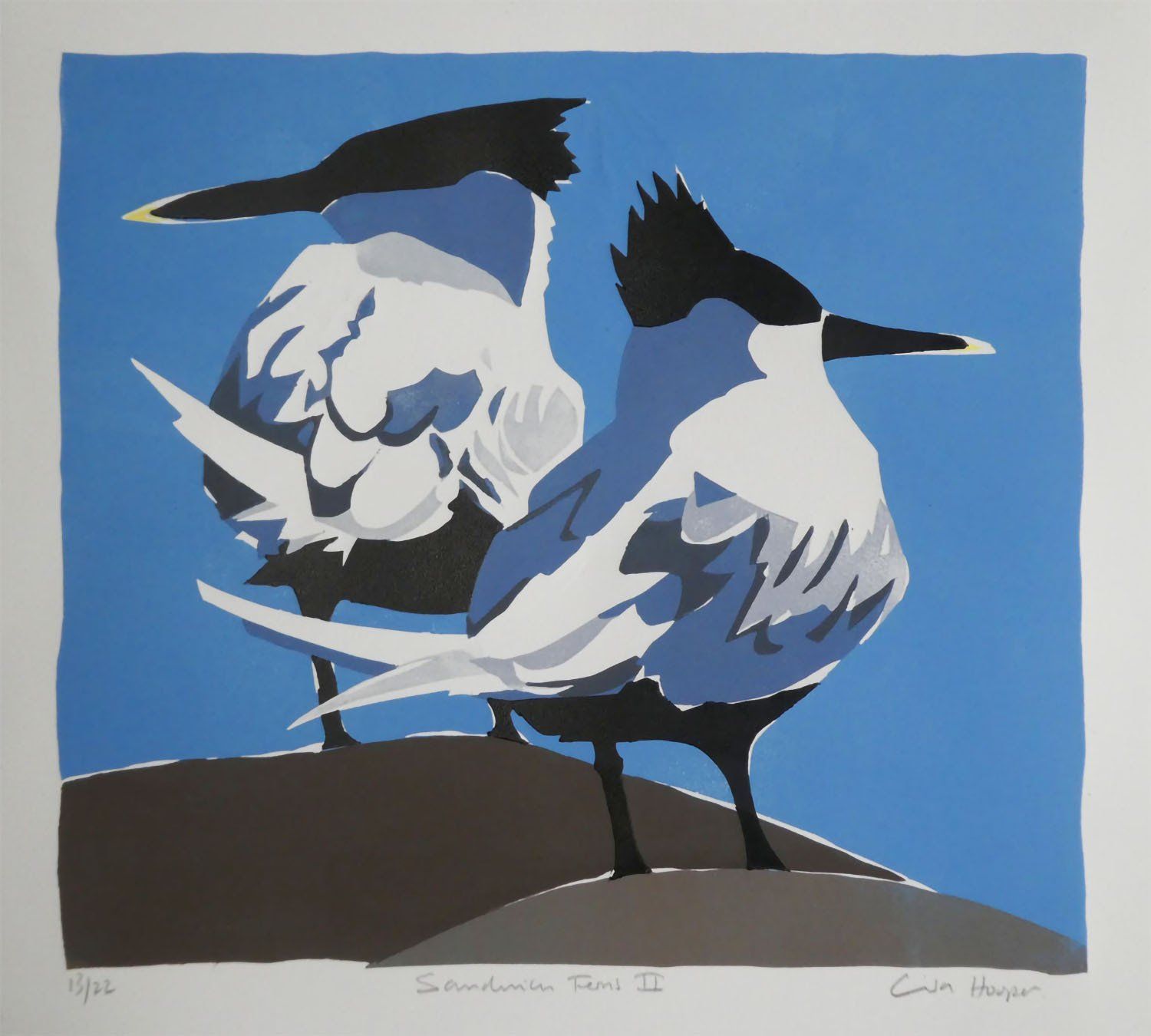 Sandwich Terns II