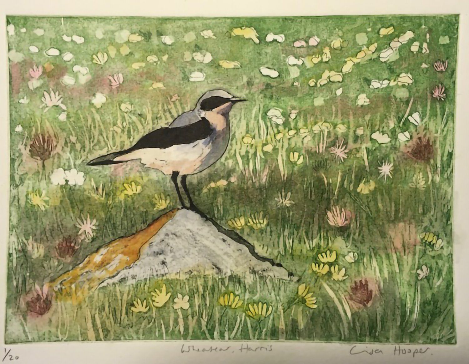 Wheatear