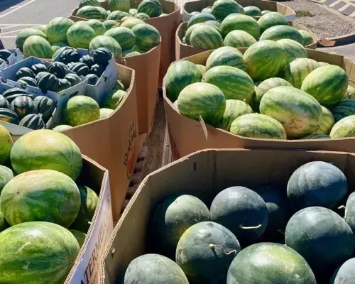 Food produced for those in need in St. Mary's county