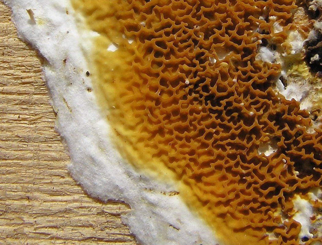 Champignon lignivore