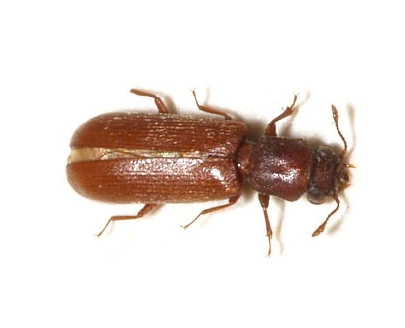 Lyctus  brun