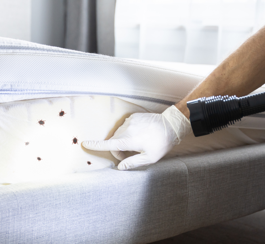 Un professionnel qui a détecté des punaises de lit.