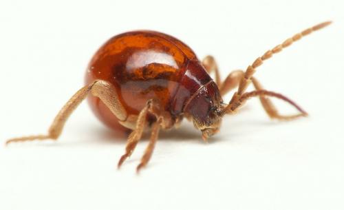 Extermination autres insectes