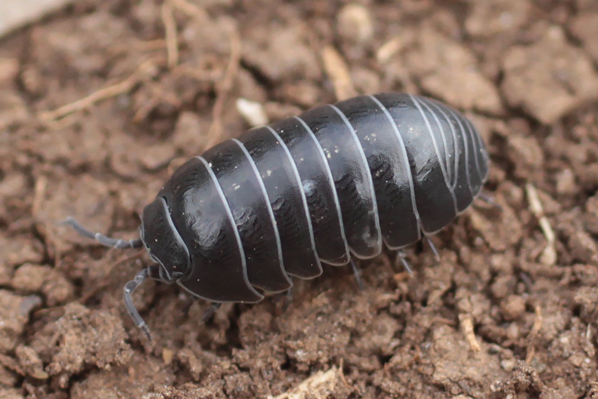Extermination autres insectes