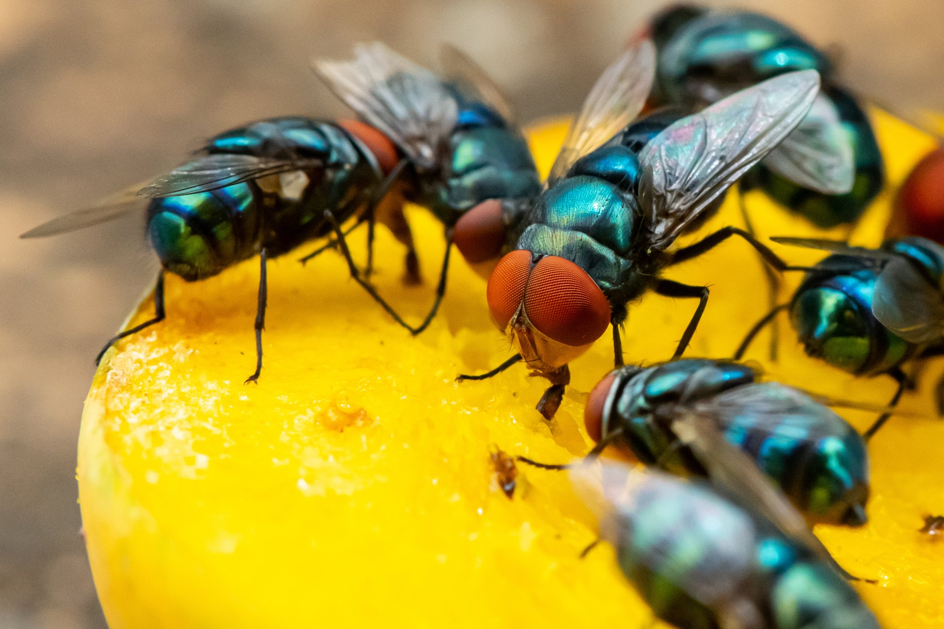 Lutte contre les mouches et les moucherons