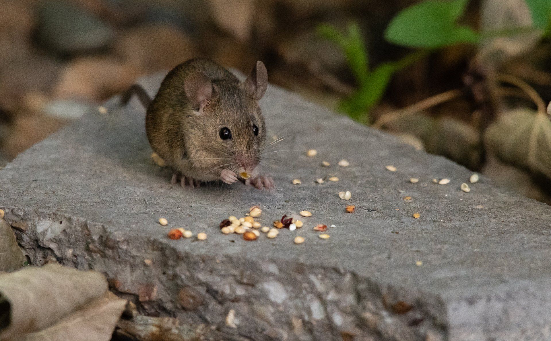 Traitement contre les souris domestique