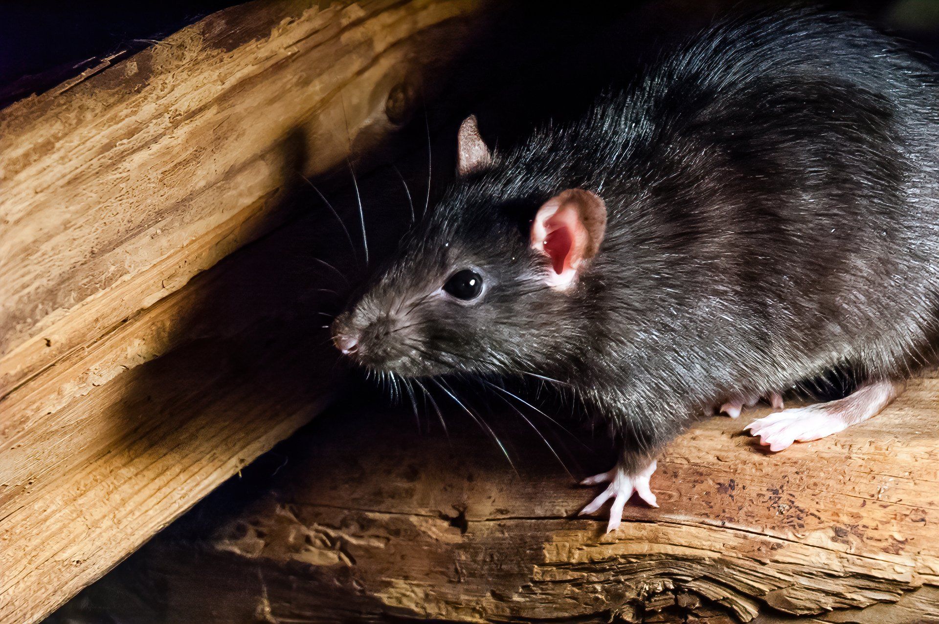 Traitement contre le rat noir