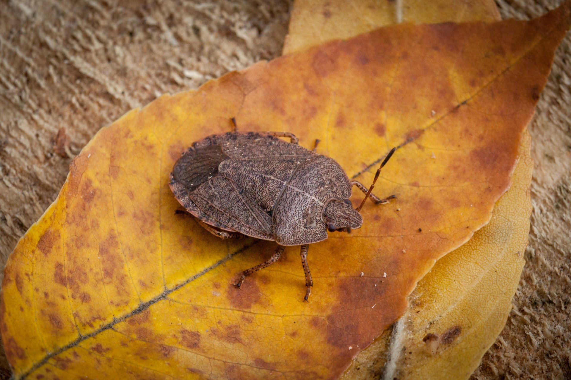 Autres insectes