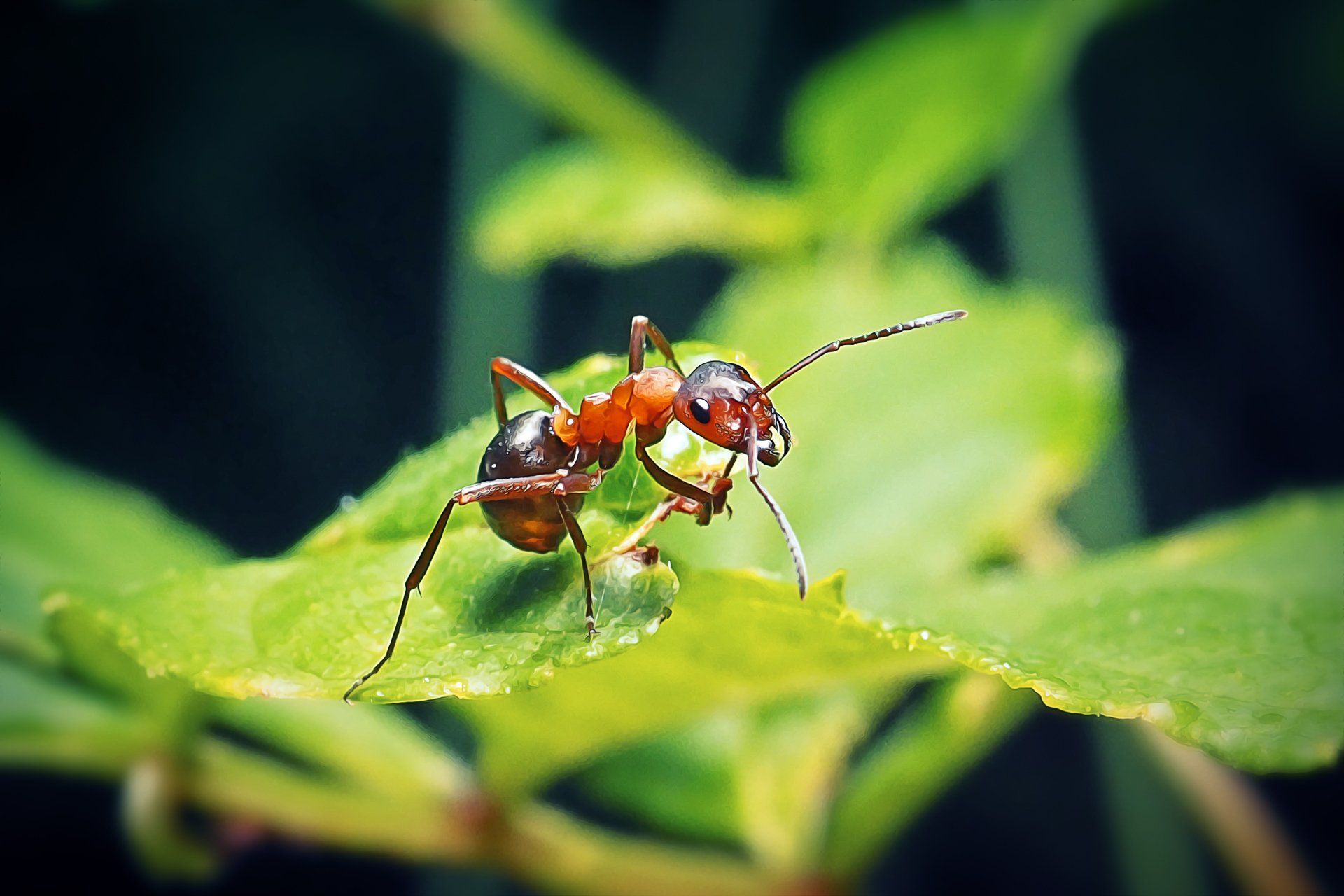 Traitement contre les fourmis