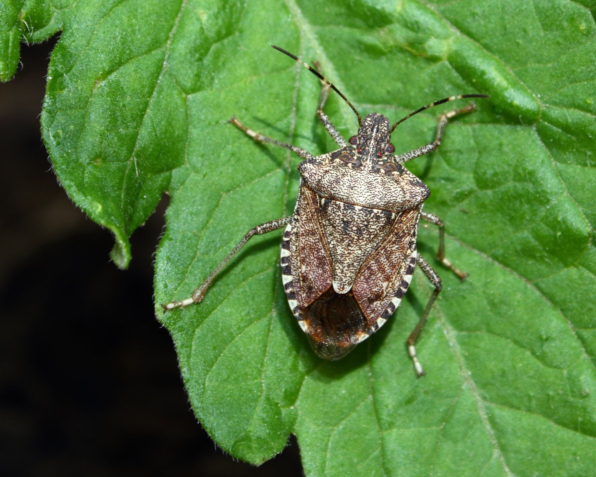 Extermination autres insectes