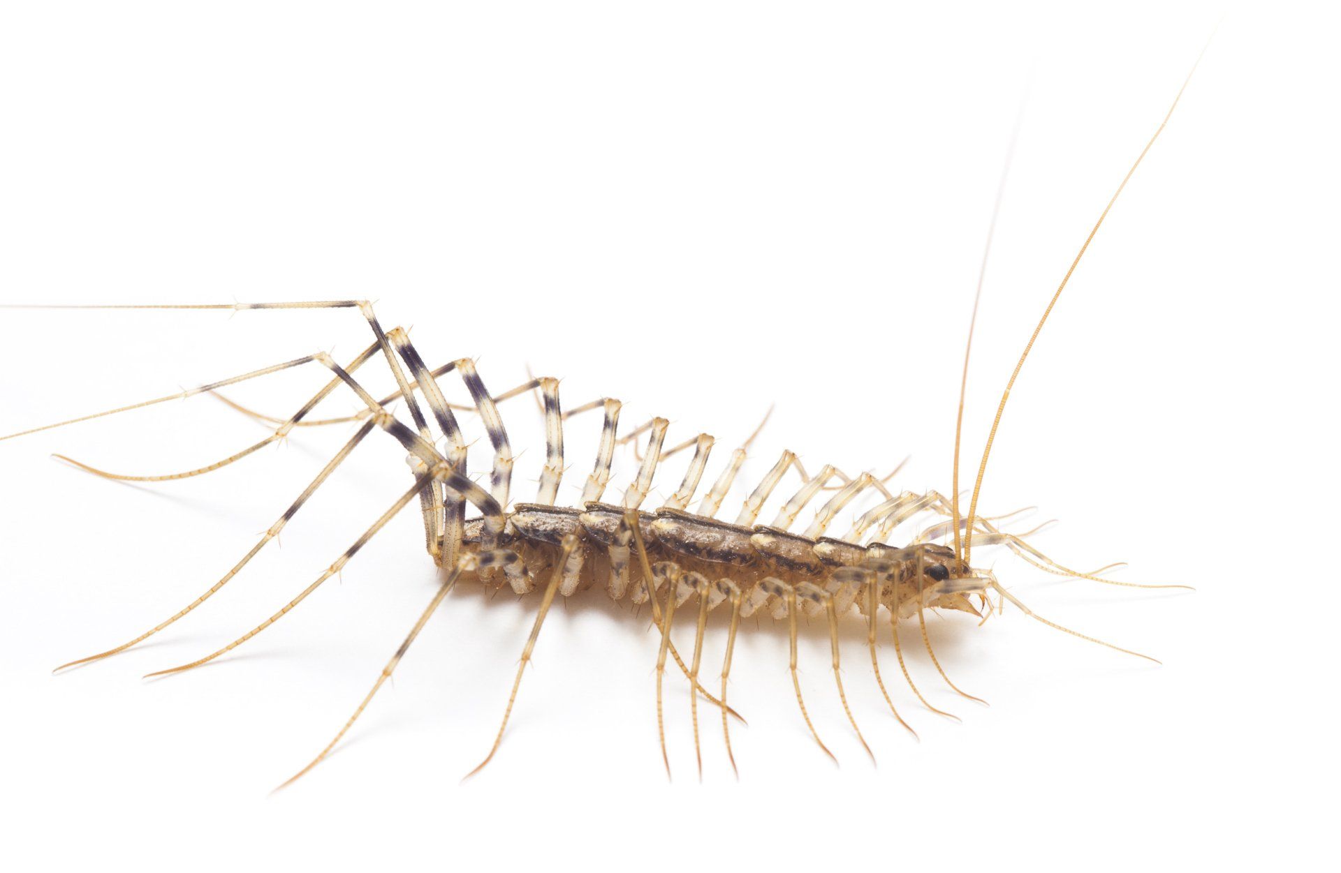 Extermination autres insectes