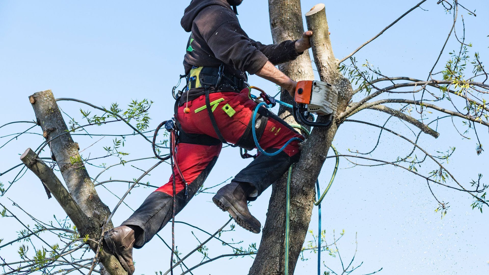 Un homme grimpe à un arbre avec une tronçonneuse.