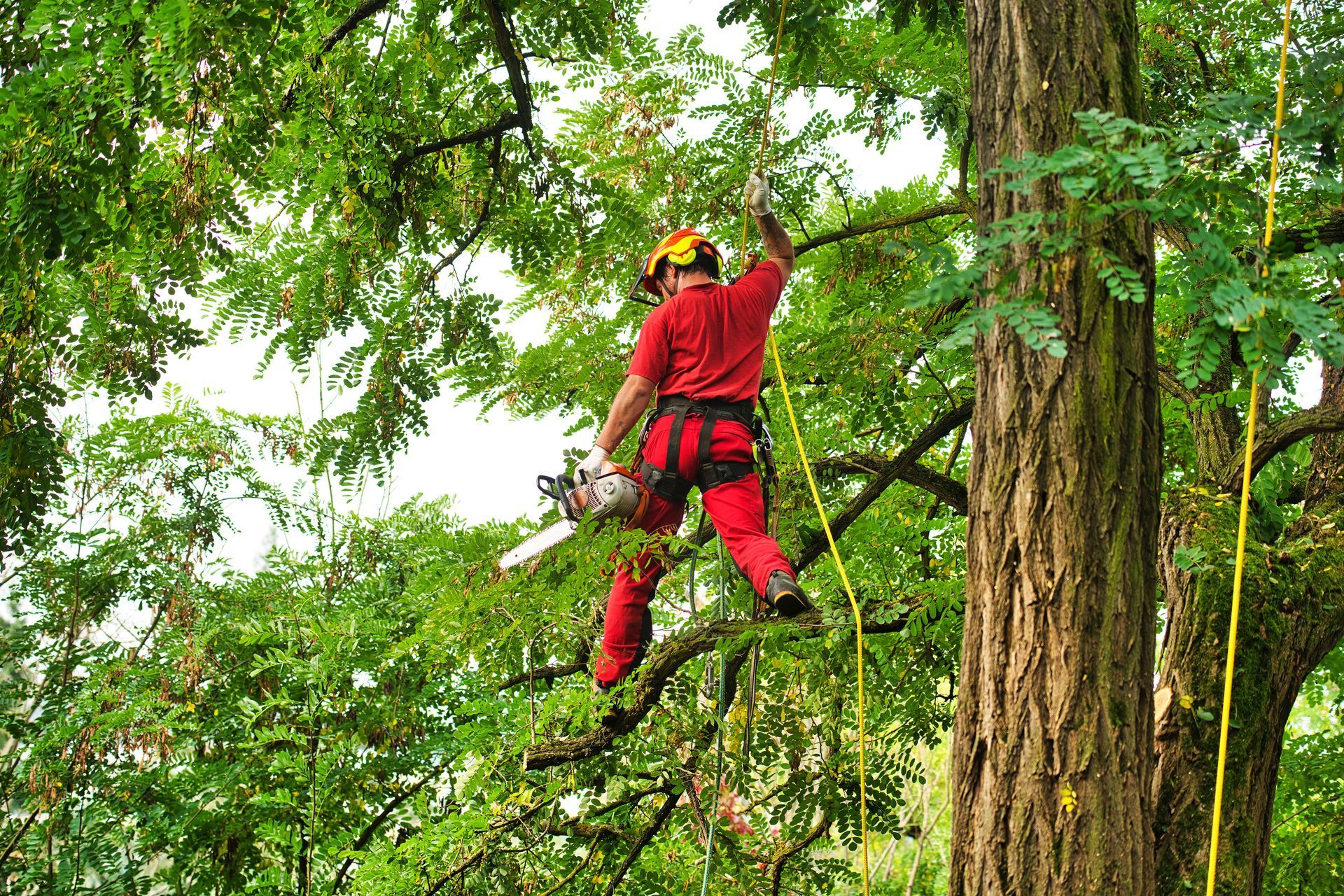 Un homme coupe une branche d'arbre avec une tronçonneuse.
