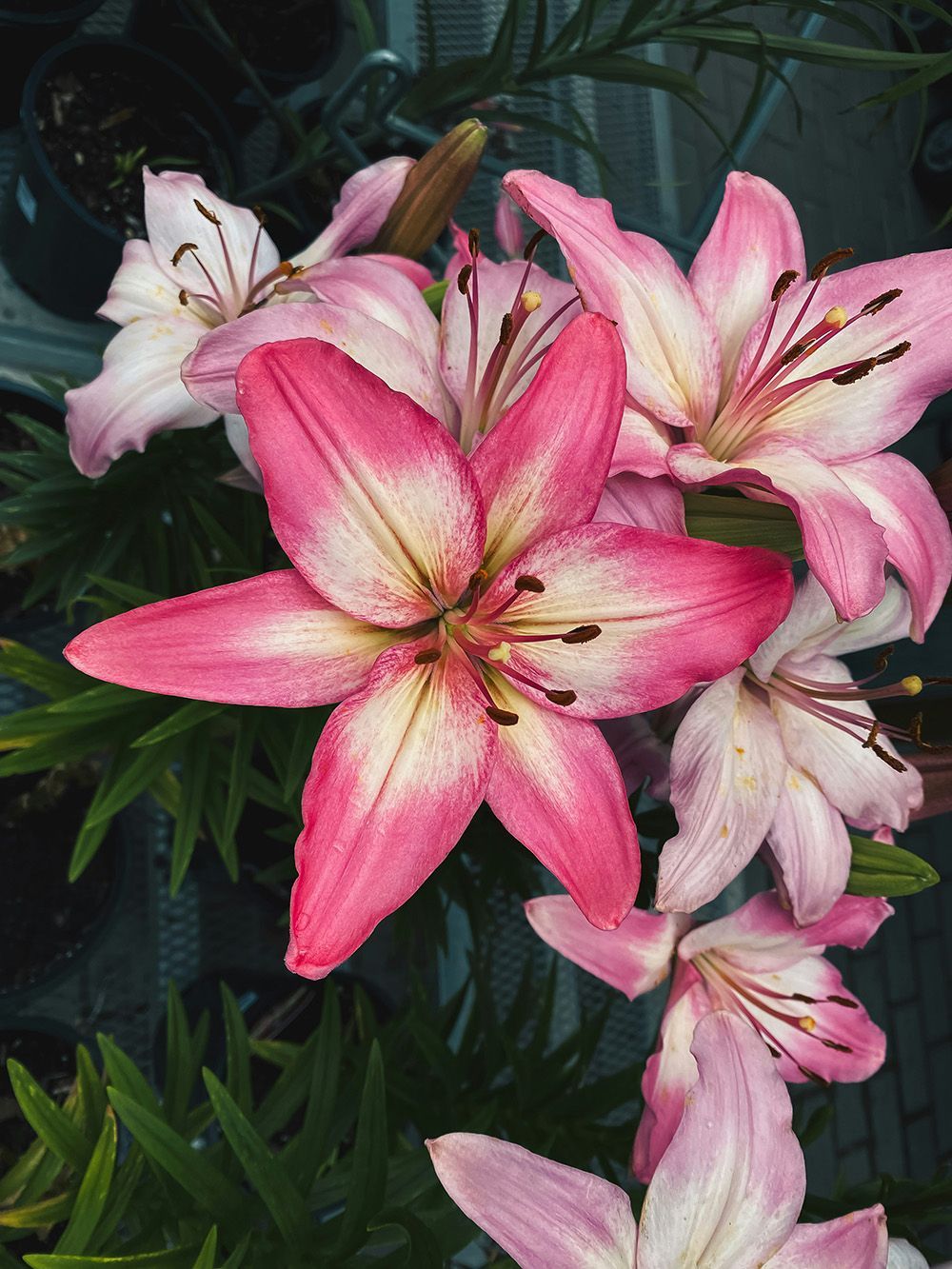 Flowers