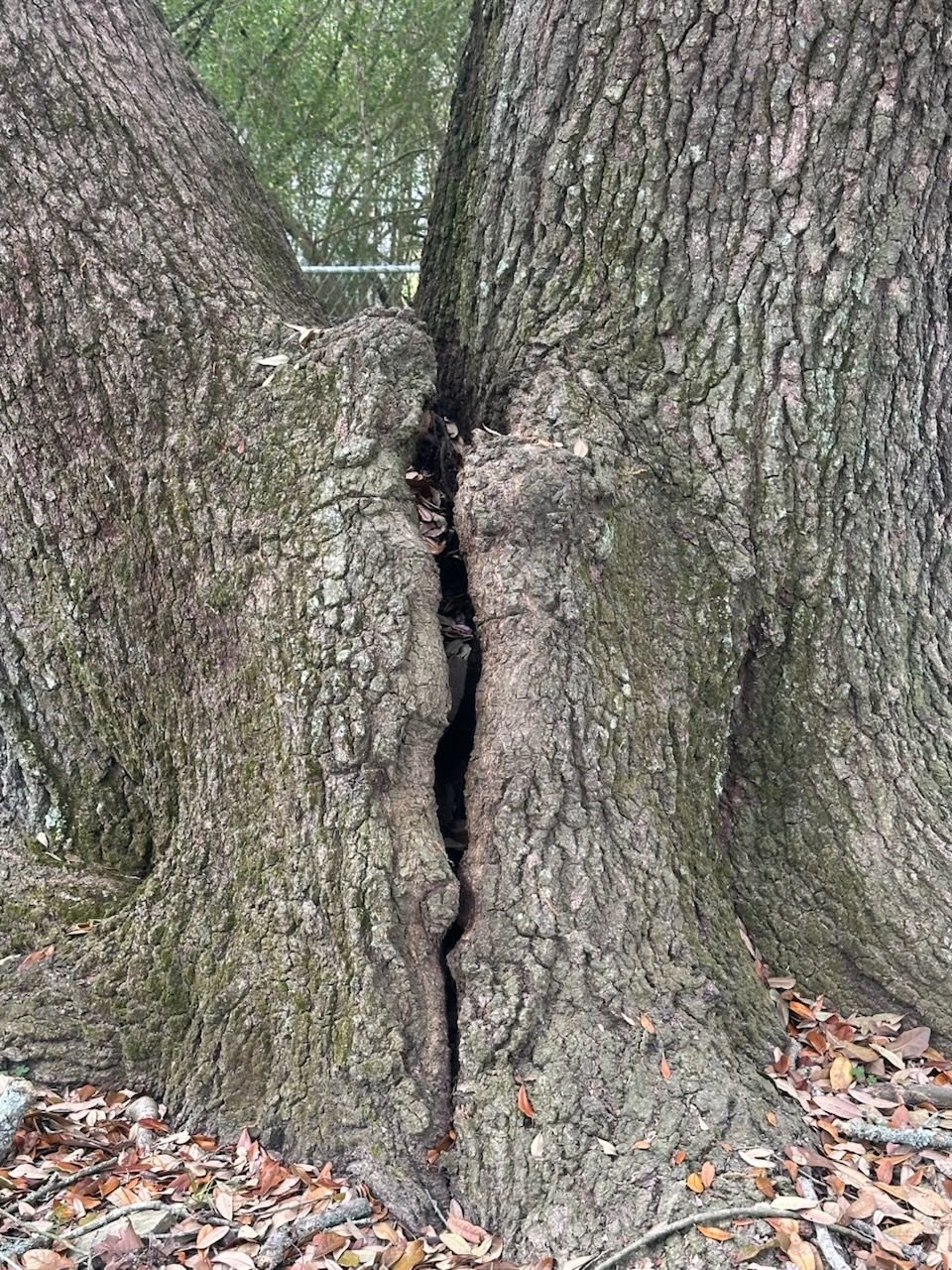 Close-up of two tree trunks split by a deep vertical crack at the base.