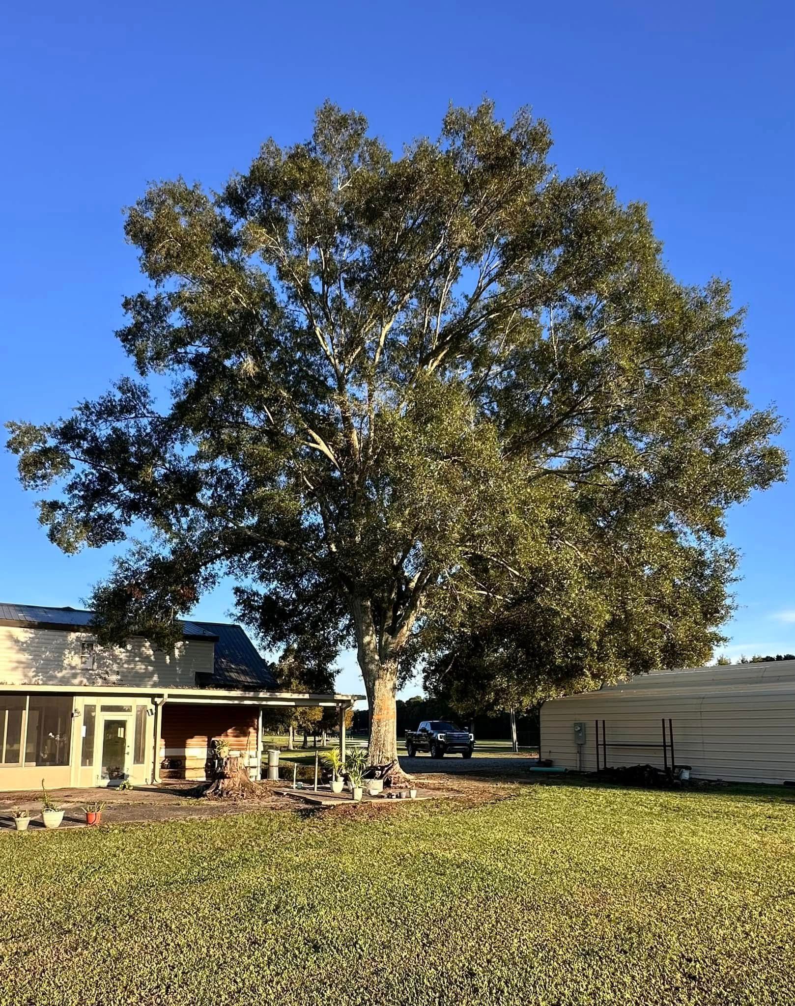 Large leafy tree in a grassy yard between a house and a garage under a clear blue sky