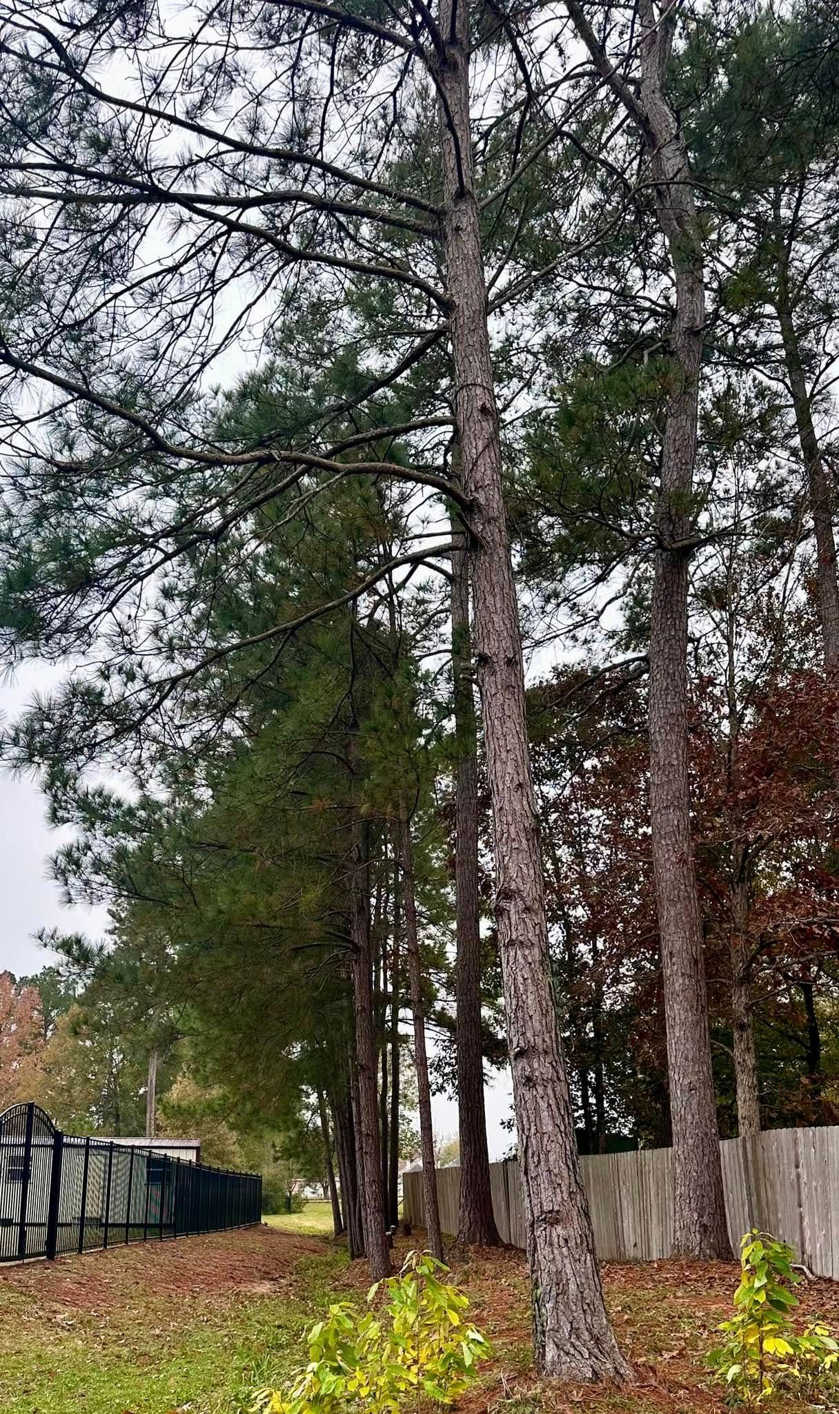 Tall pine trees in a fenced yard with fallen leaves and overcast sky
