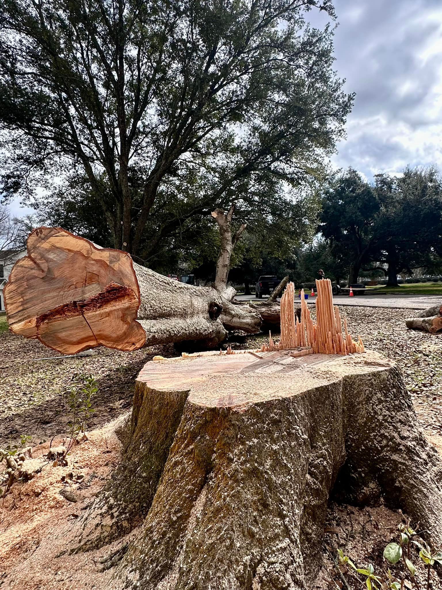 Freshly cut tree trunks and stump in a wooded area under daylight