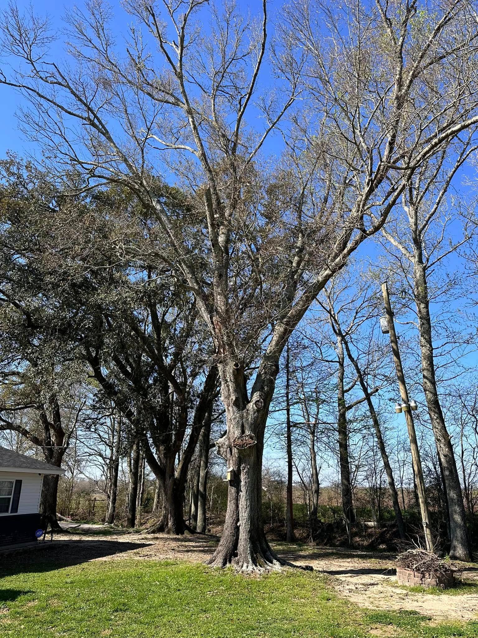 Leafless trees in a sunny yard beside a house under a clear blue sky