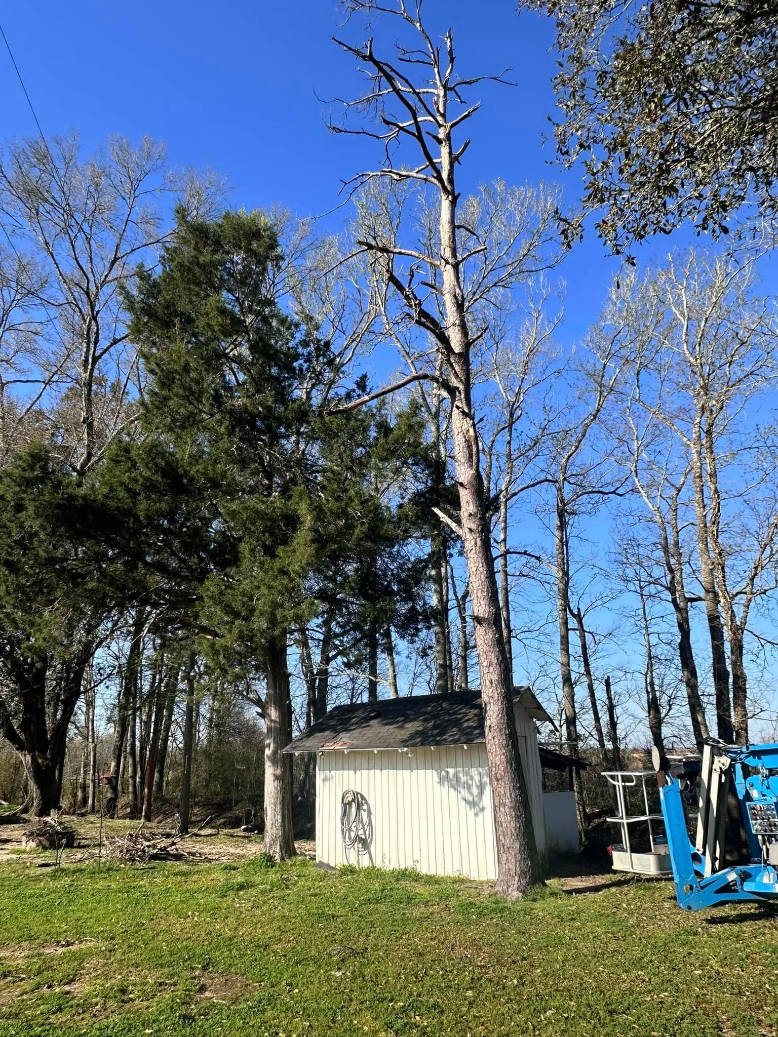 Wooded yard with a small shed and a blue tractor under a clear sky