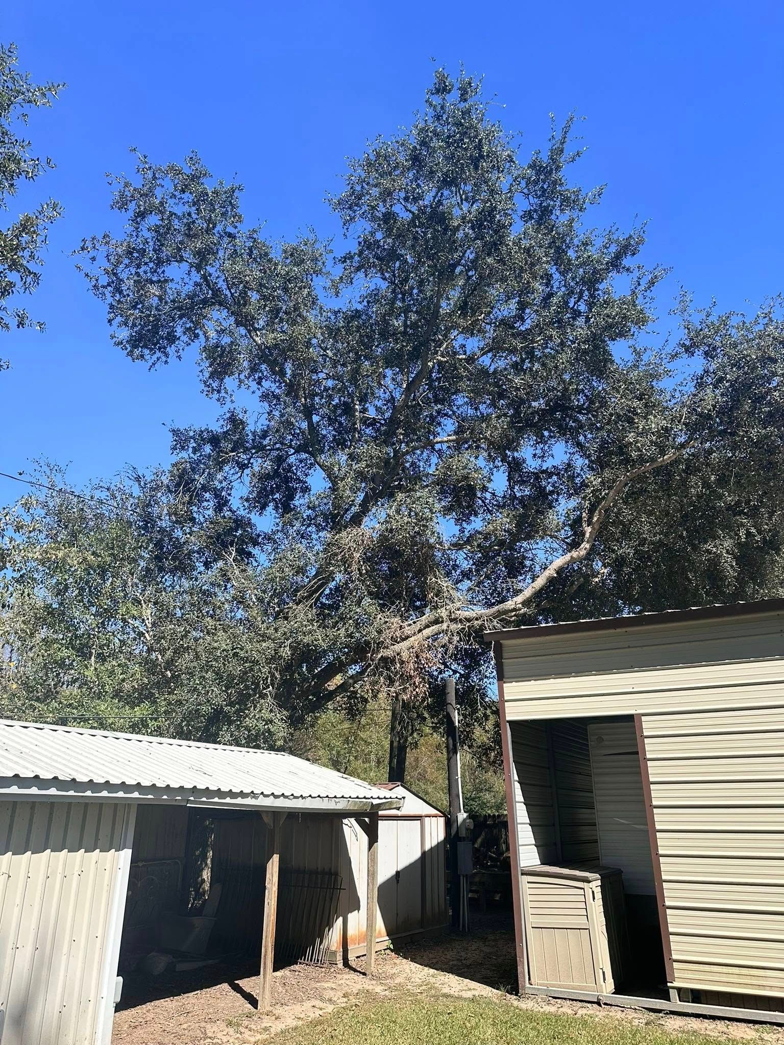 Backyard with tall trees, a white shed, and a brown house under a clear blue sky