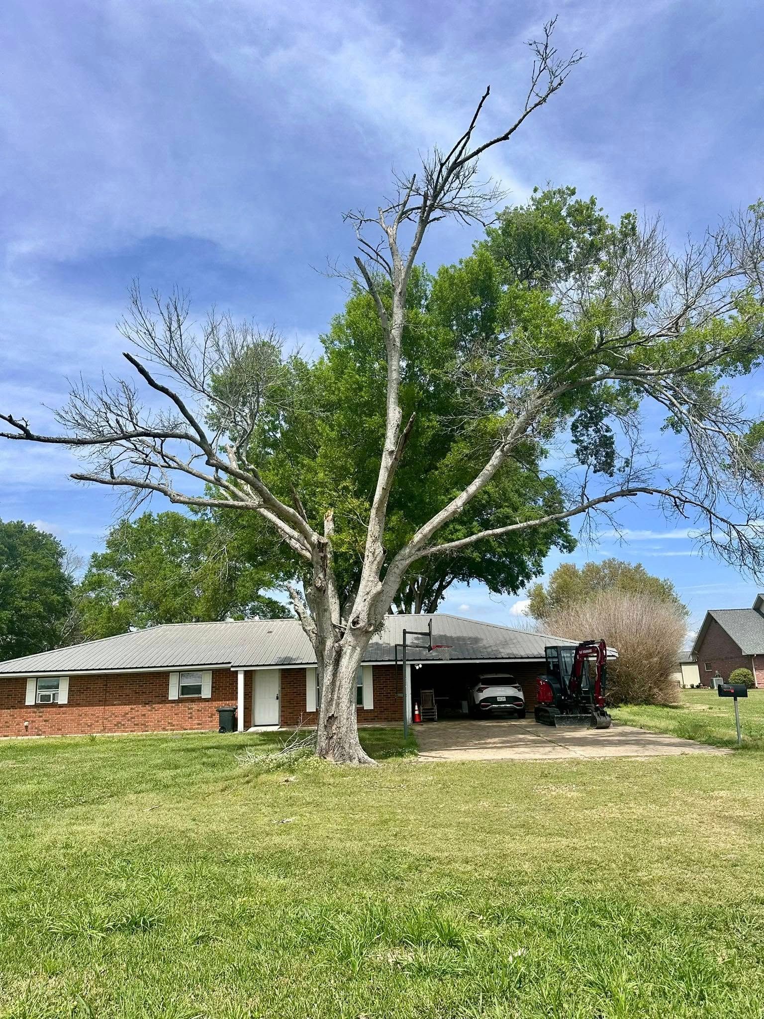 Large dead tree in a grassy yard beside a brick house under a blue sky
