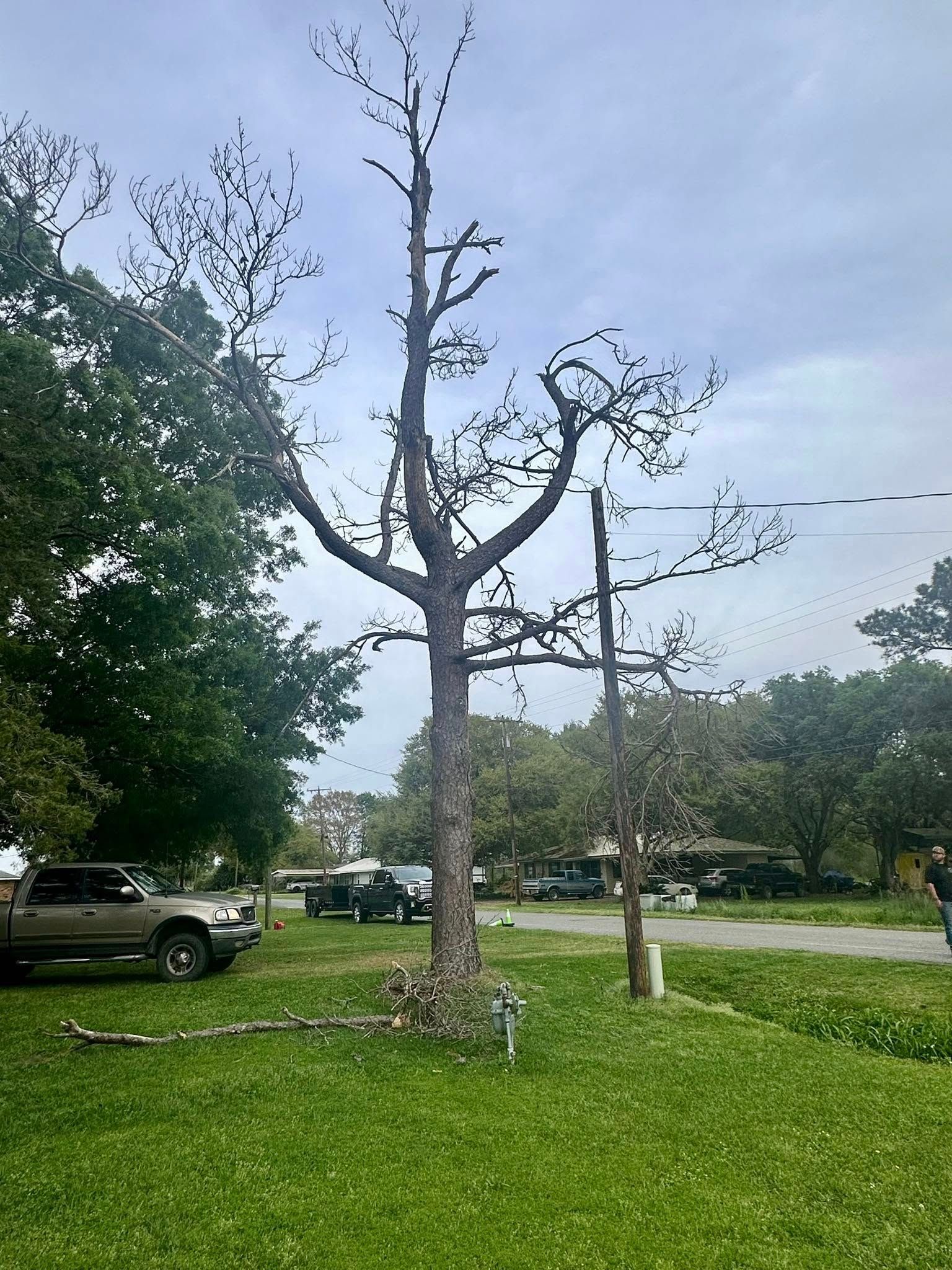 Leafless tree in a grassy park near a street, with cars parked along the road and cloudy sky overhead