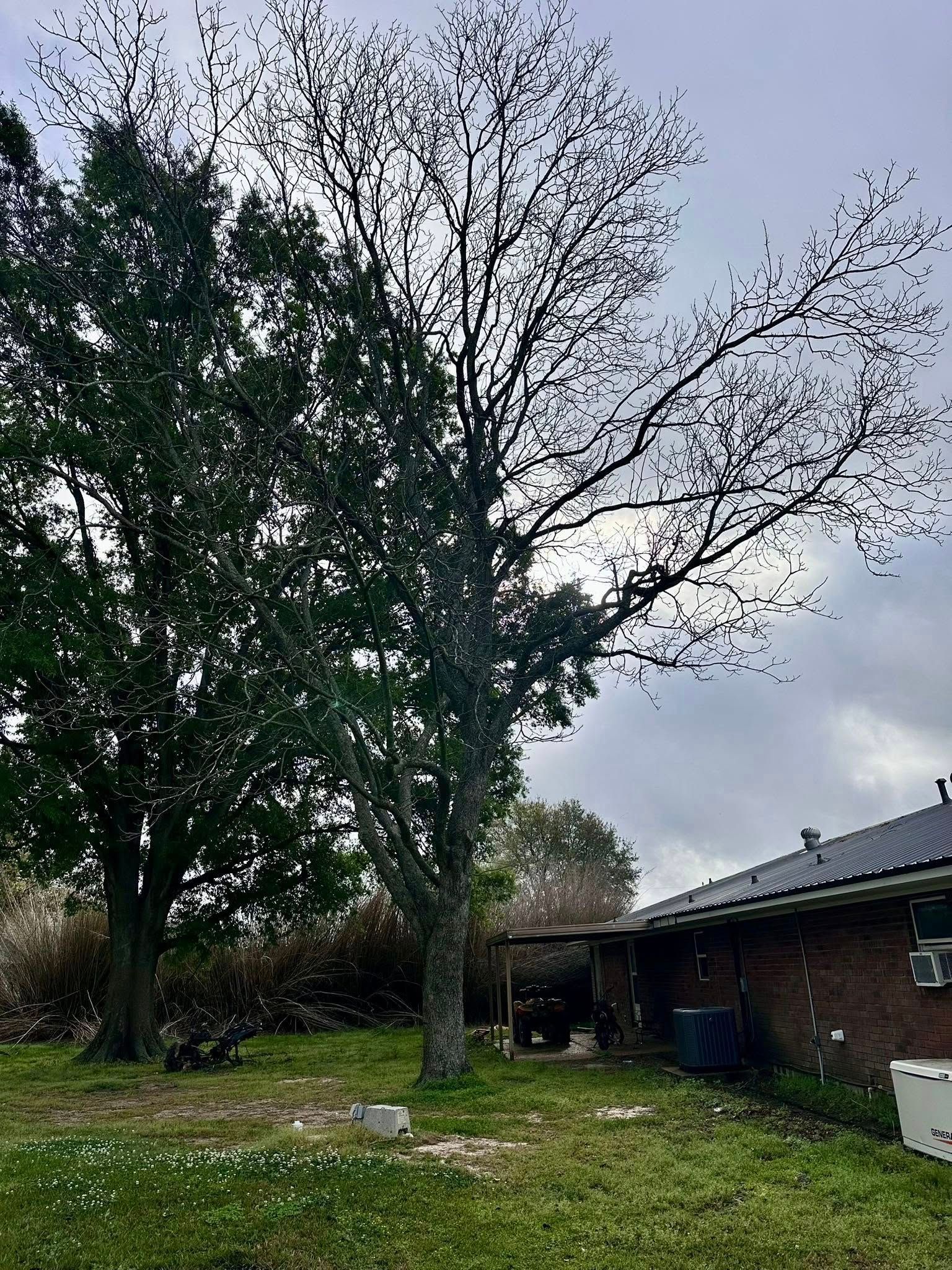 Leafless tree beside a brick house and shed in a grassy backyard under a cloudy sky