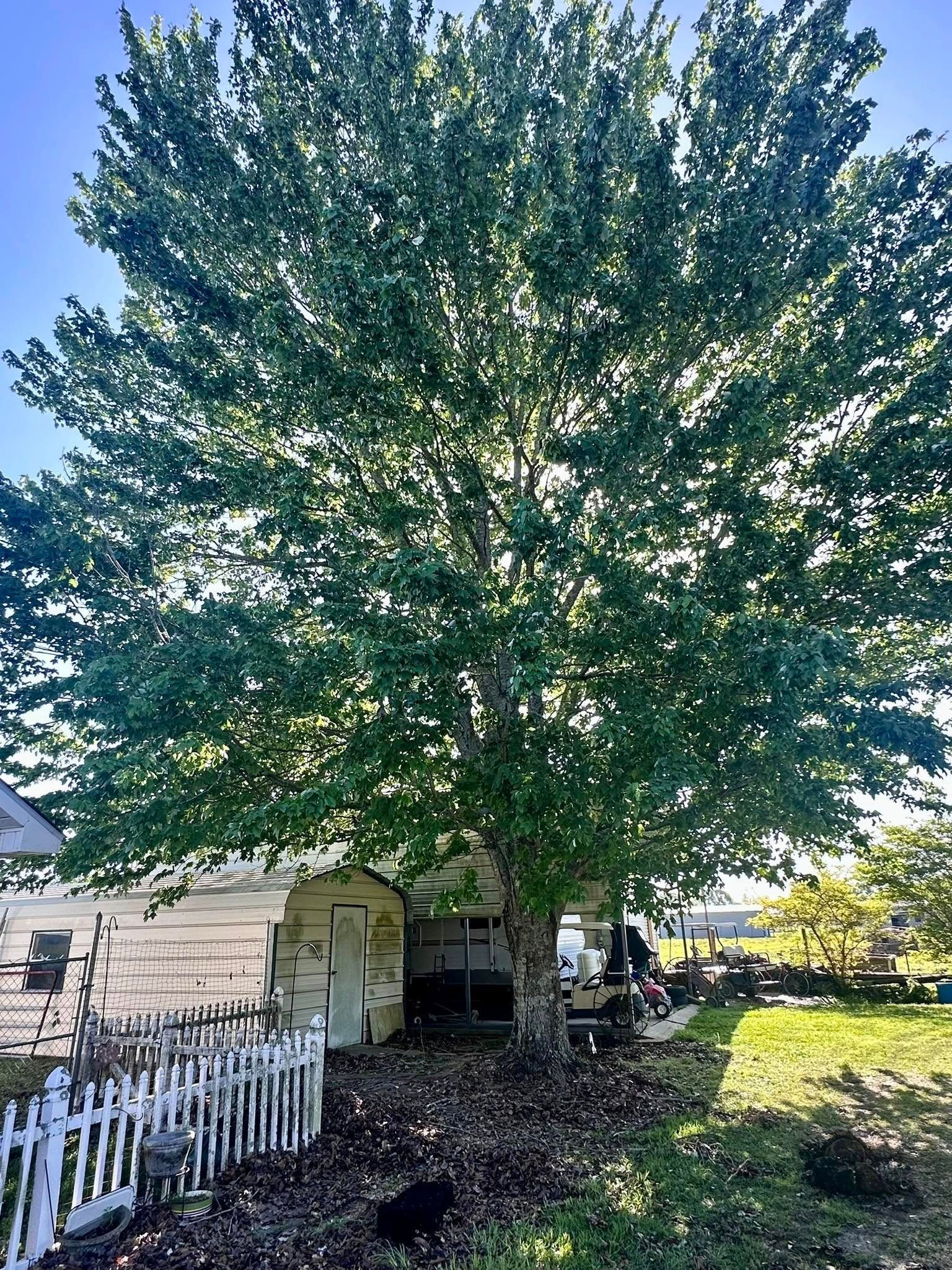 Large leafy tree in a yard beside a white fence and house on a sunny day