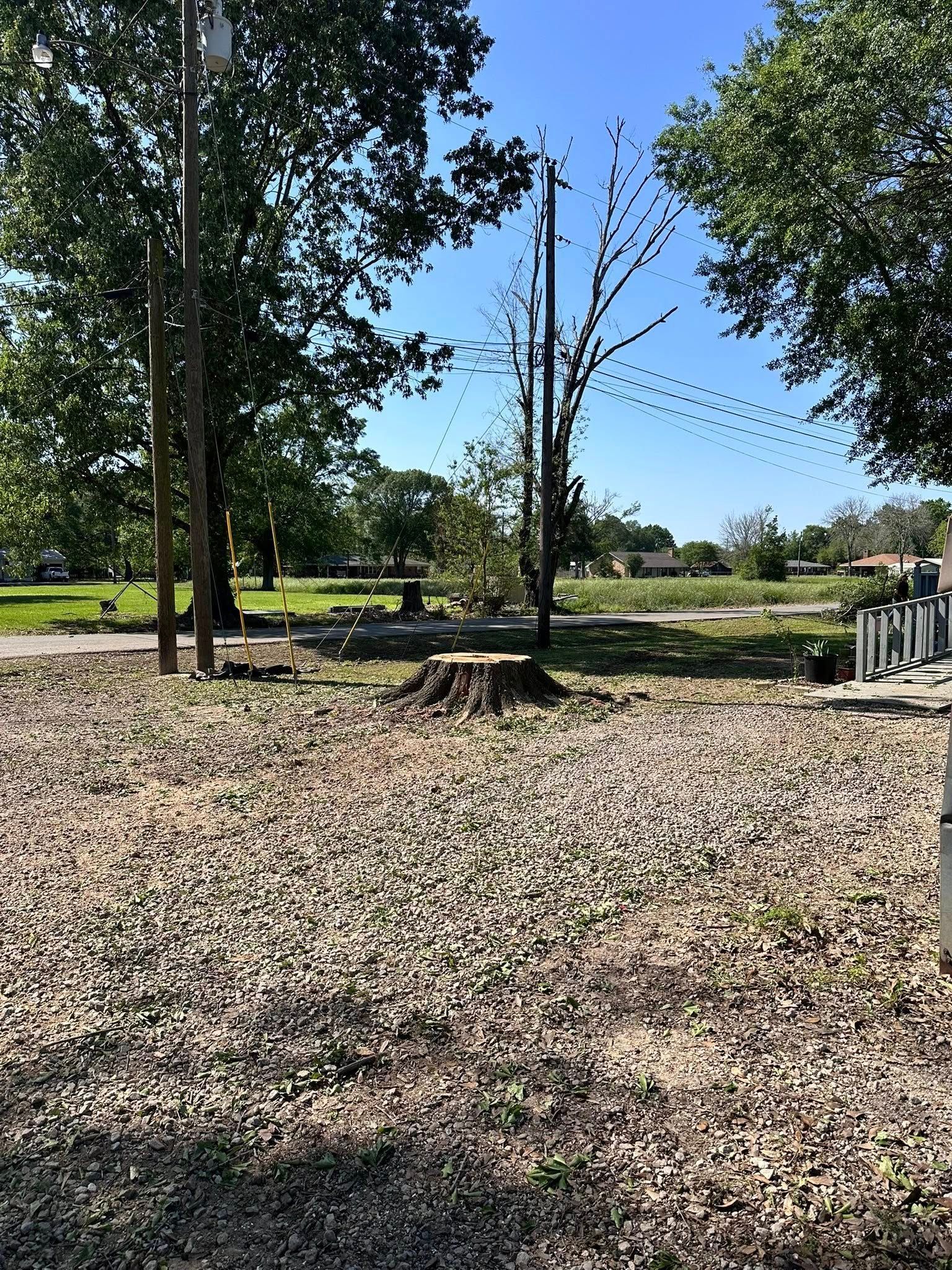 Sunny park with trees, a leaf-covered ground, and a bench near the right side.