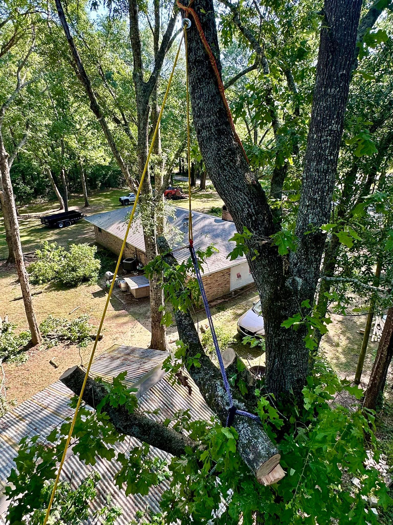 Aerial view of a wooded area with cabins and winding pathways among tall trees