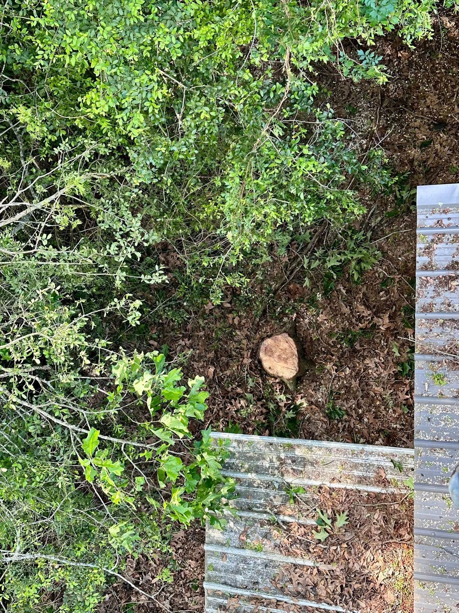 Green groundcover and soil beside a stone path with a small round rock