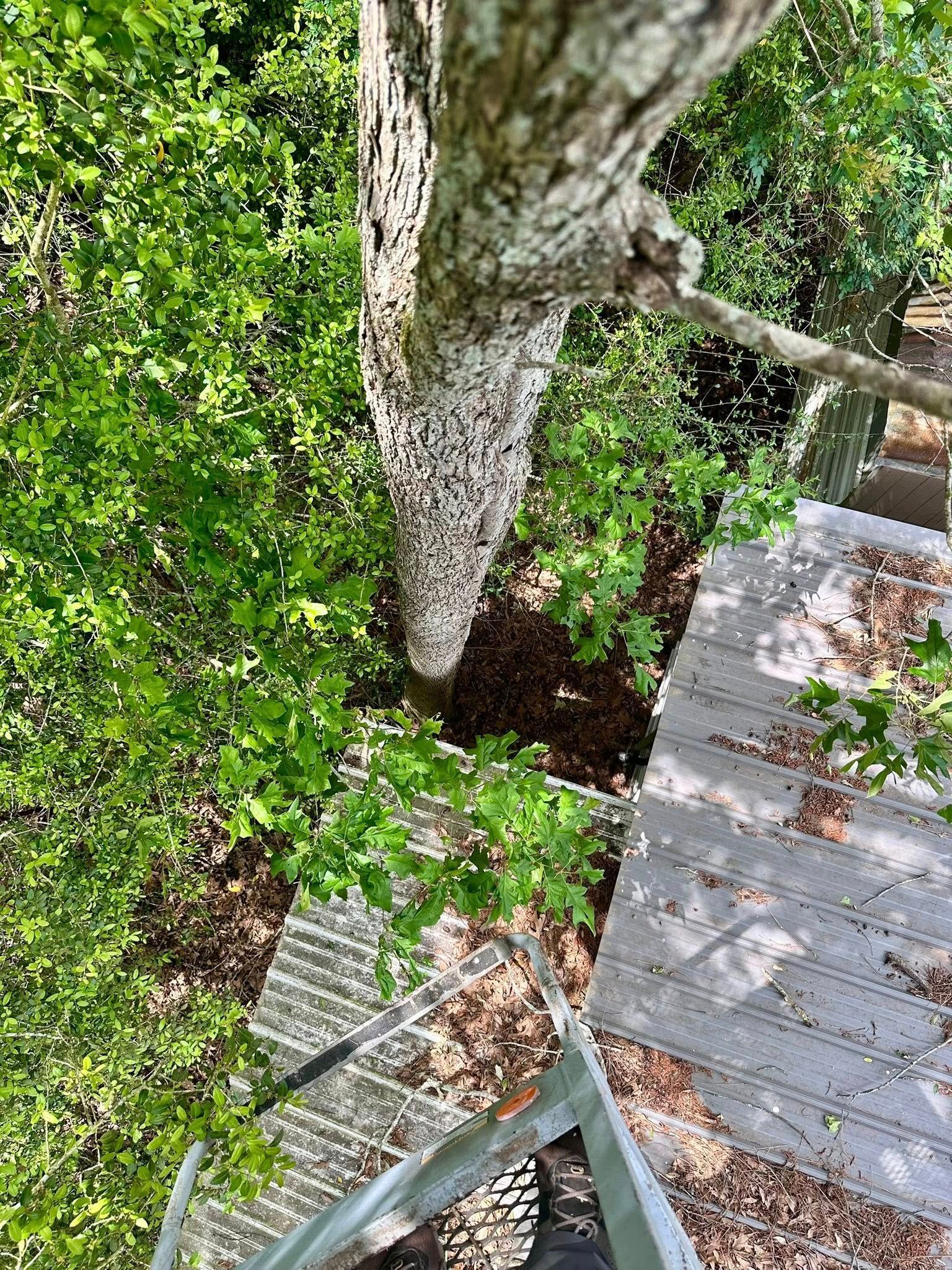 Wooden deck and stairs beside a large tree and lush green foliage