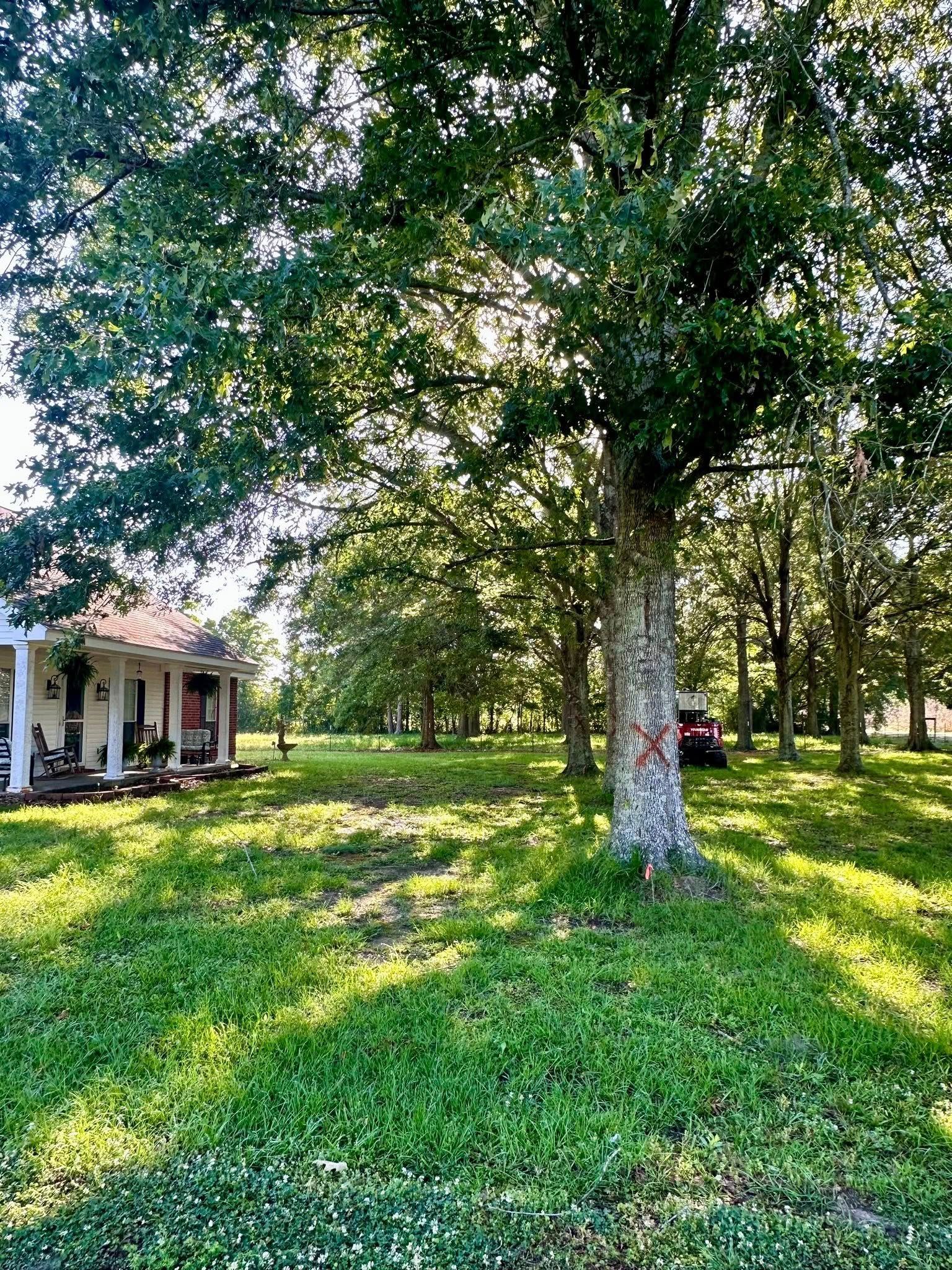 Sunlit yard with large trees, green grass, and a white house porch on the left
