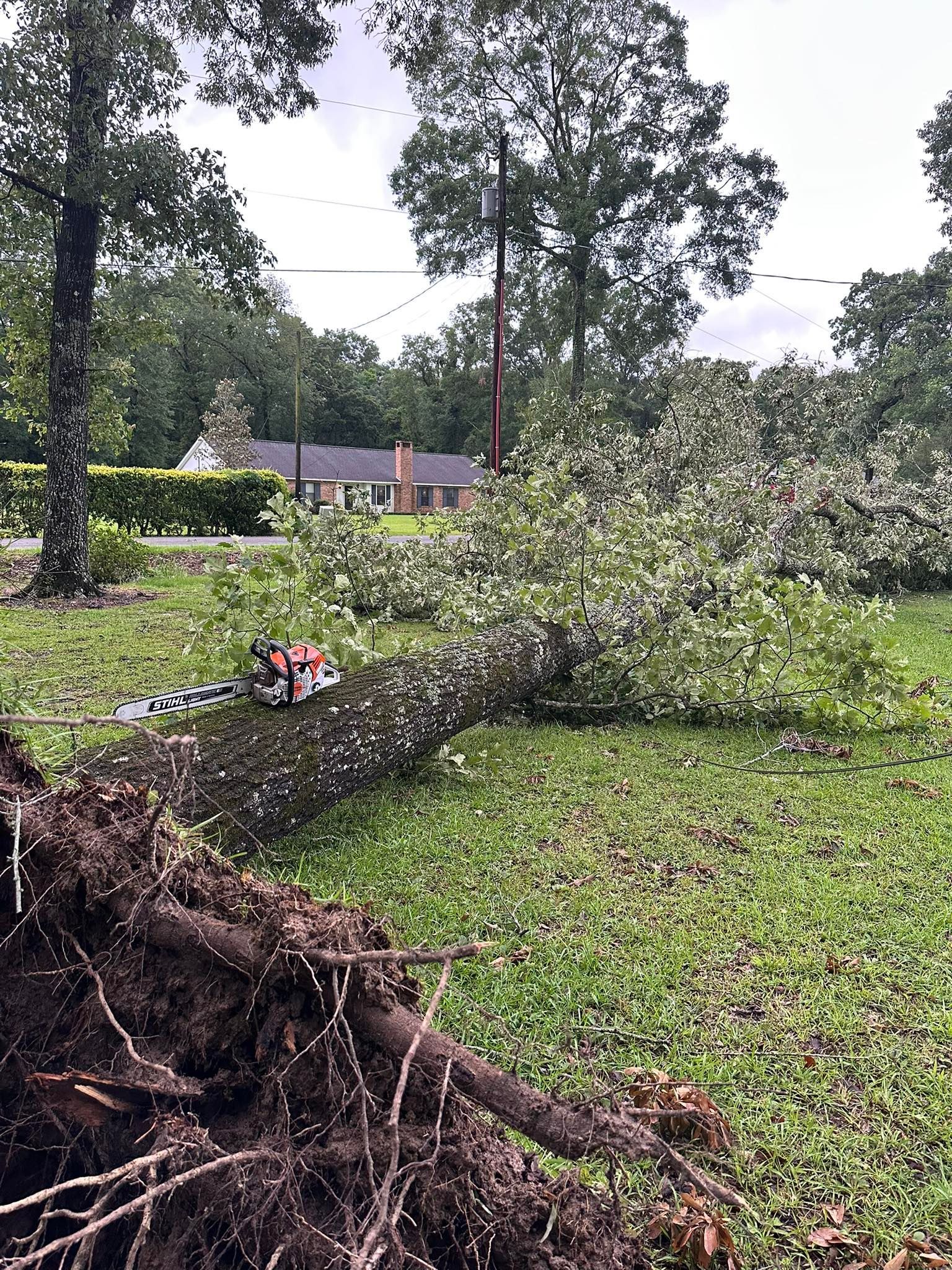 Fallen tree with exposed roots in a grassy yard, with a house and tall trees in the background.